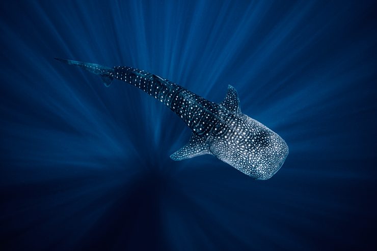 Whale shark (Rhincodon Typus) in Mexico