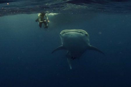 Whale shark in La Paz