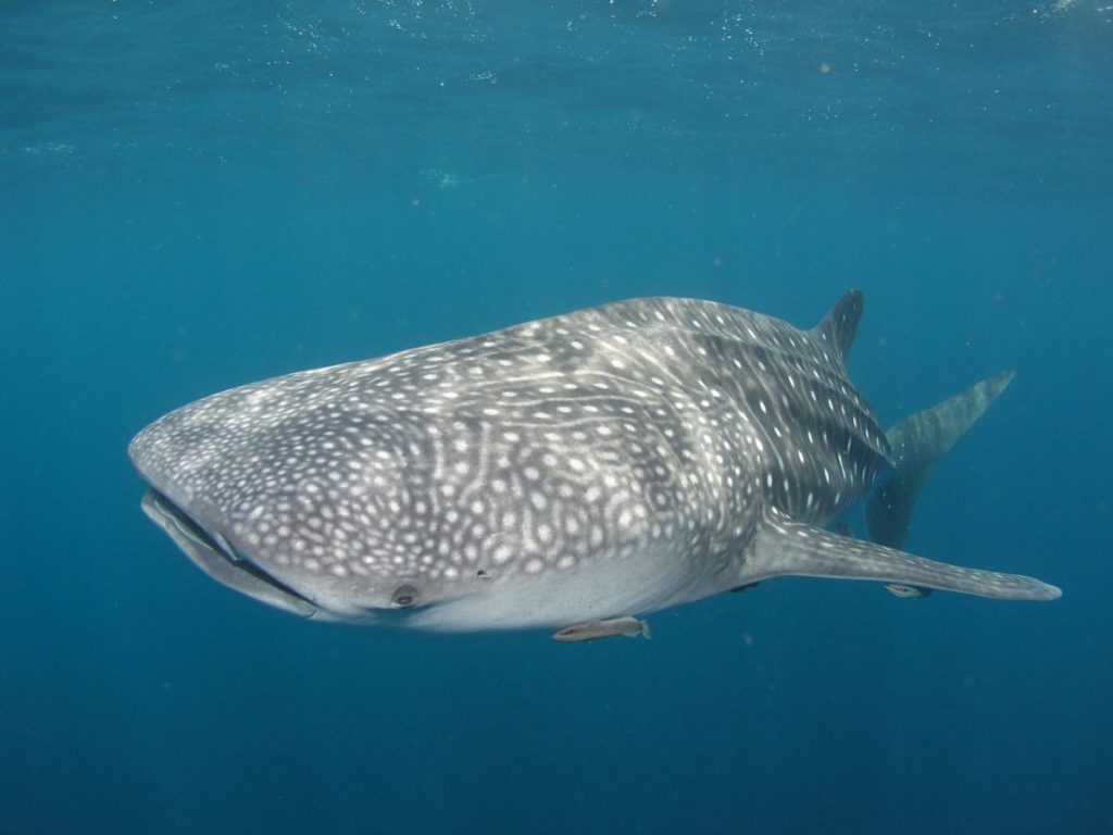 Tailormade Whale Shark tours in La Paz, Mexico
