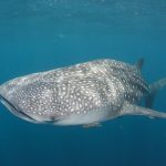 whale shark in La Paz Mexico