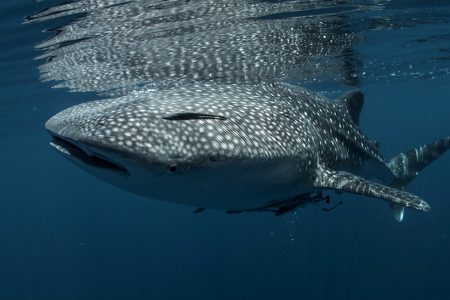 Whale shark in Baja California