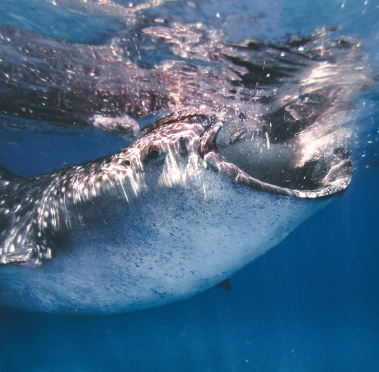 the whale shark is a plancton feeder