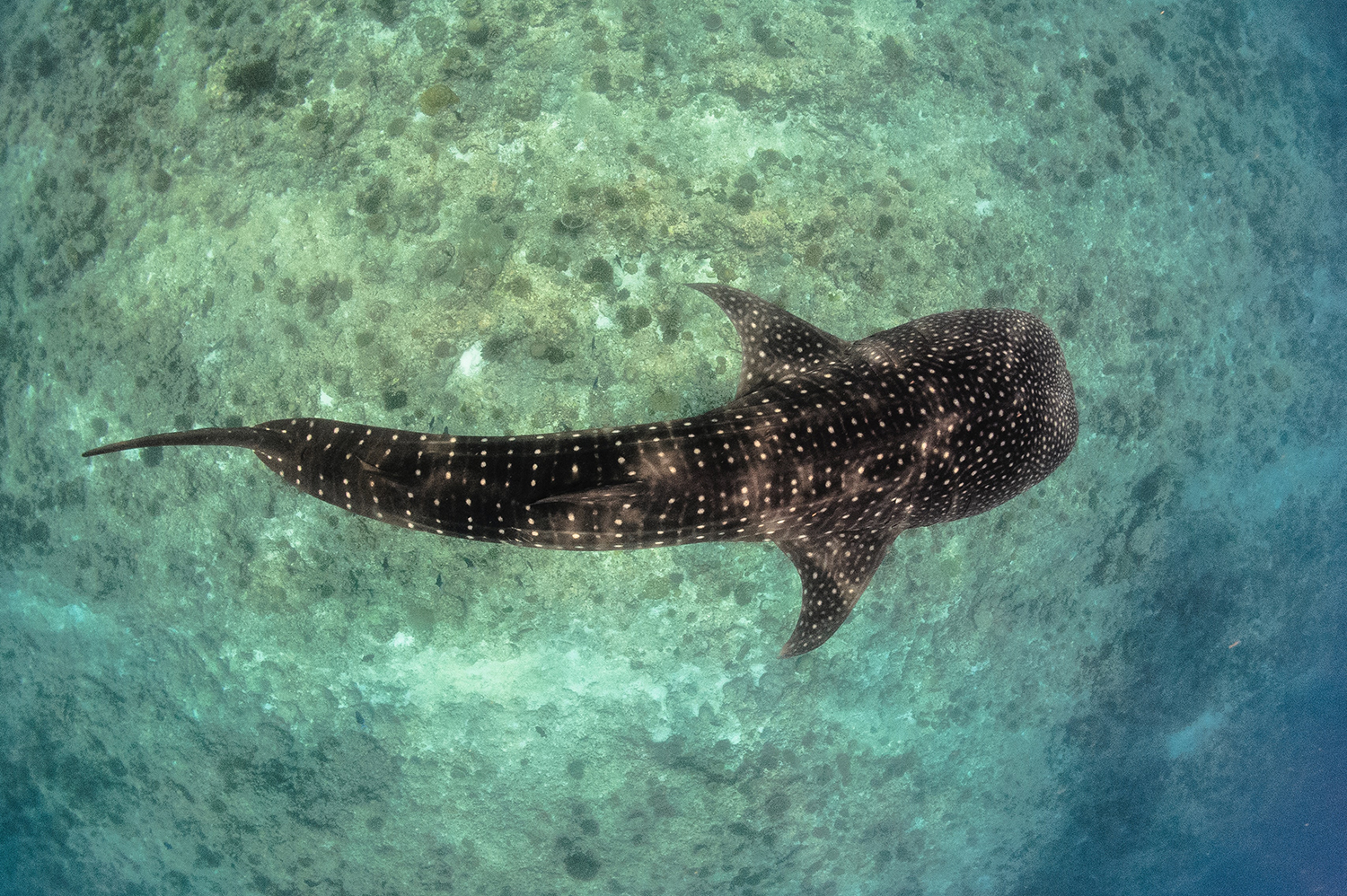 The Whale Shark of La Paz (Rhincodon Typus) - Get to Know the Gentle Giant