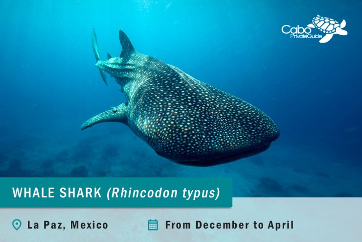 Whale shark in La Paz, Mexico