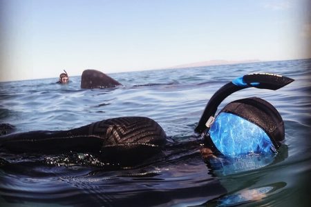 Whale shark tour in La Paz