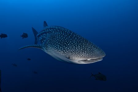 whale shark of La paz Mexico