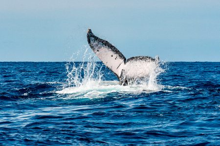 Whale watching Cabo san lucas