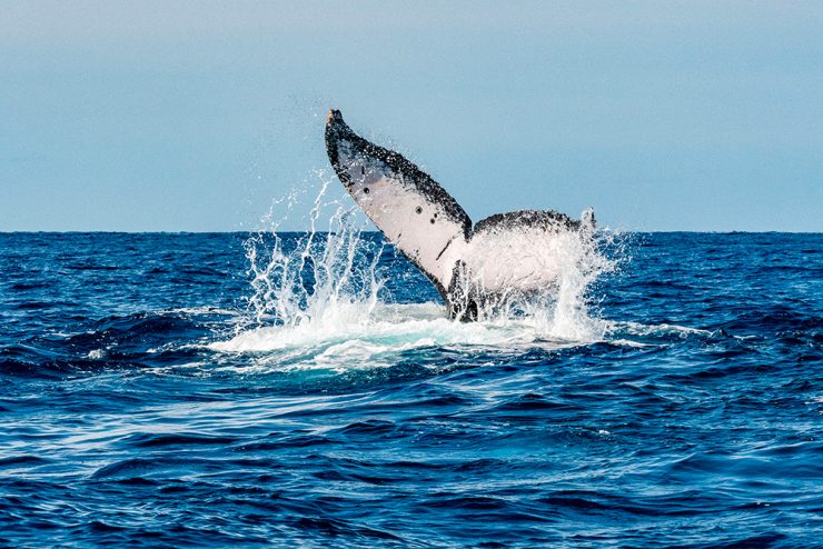 Whale watching Cabo san lucas