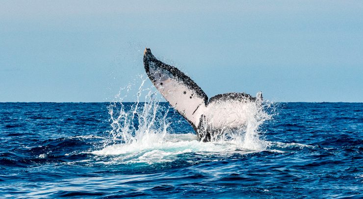 Whale watching in Cabo San Lucas