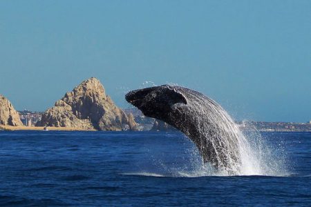 Whale watching in Los cabos