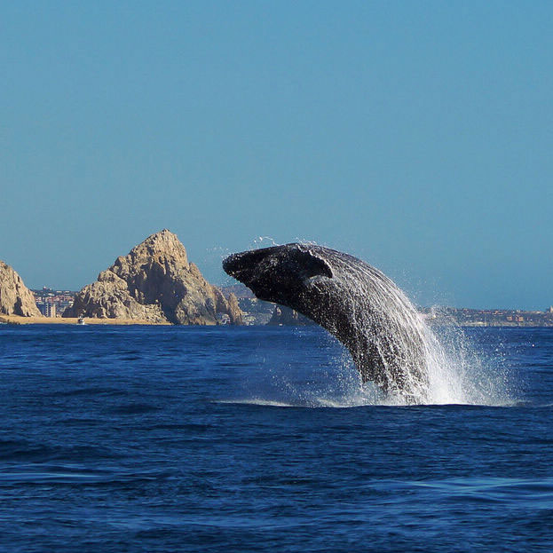 Whale watching in Los cabos Whale watching in Los cabos