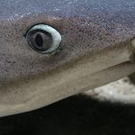 White tip reef shark