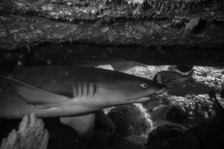 Whitetip reef Shark