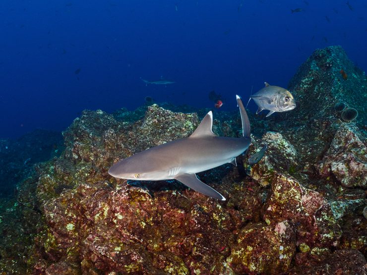Whitetip reef shark swiming in Cabo San Lucas